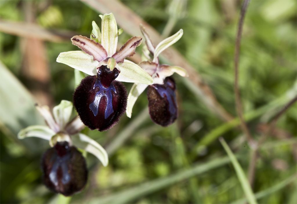 Ophrys murgiana